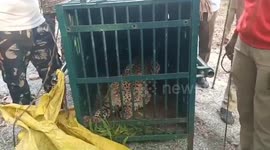 Leopard caught after it strayed near religious shrine in southern India