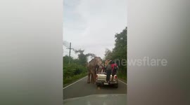 Wild elephant stops food caterer’s truck and steals rice