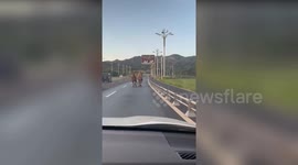 Two escaped camels trot down road in China