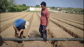 Preparing The Land For A New Agricultural Season - Gaza Daily Life of Palestinian farmers and prepar