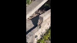 Woman amazed to find dog and puppies cowering amidst ruins in Dnipro