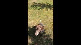 My dog jumps for a snack in slow motion, it's super funny!