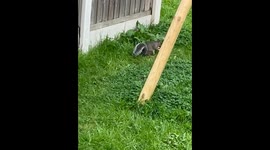 Hey Diddle Diddle, The Squirrel Ran Away With The Spoon
