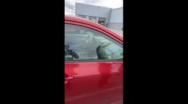 Roach-Infested Car Brought Into Dealership