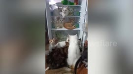 Dozens of cats cool off inside family's fridge on hot day in Thailand