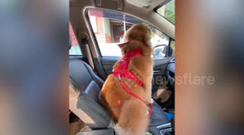 Well-behaved pet Golden Retriever rides in car to visit the vet