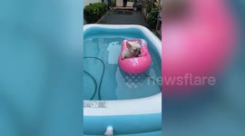 Pet French bulldog floats in inflatable paddling pool to cool off during tropical heat
