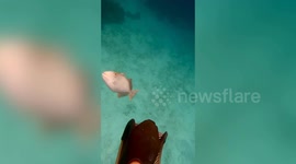 Aggressive triggerfish tries to attack snorkeller and chases him away