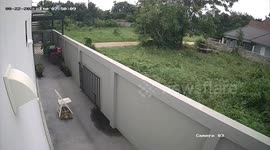 Pet tortoise carries garden chair on its back all round the yard