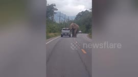 Wild elephant stops cars and checks them for food in Thailand