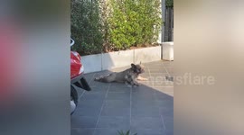 Pet French bulldog drags body on front limbs to scratch itchy belly on floor
