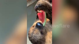 Sloth hangs upside down while eating watermelon in Japan