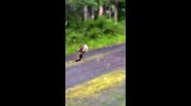 Spider and Wasp Spin Around While Hanging by a Thread