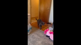 Cat Sneaks Away With Stolen Perfume