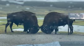 Watching Bison Rut From Car