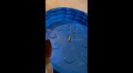 Helping Corgi Overcome His Fear of the Plastic Pool of Doom