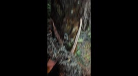 Finding a Ruru Nest With Two Fluffy Little Babies