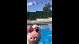 Fabulous Pig Has A Pool Day