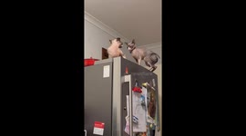 Sibling Sphynxes Duke It Out On Top Of The Fridge