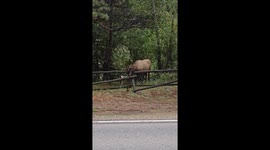 Elk Struggles to Remove Tree Branch From Antlers