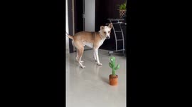 Dogs React to Talking Cactus Toy