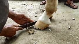 Satisfying footage of horse's hoof being restored