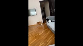 Disabled Cat Still Plays Hard