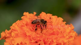 Wasp Feeds on Garden Flower