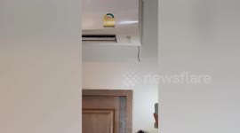 Tiny snake sparks terror when it slithers from air conditioning unit