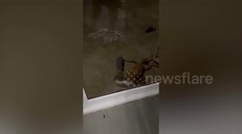 Thai Bangkaew puppy tries to wriggle out of Crocs shoe stuck on his head
