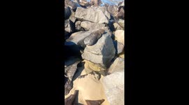 The Day I Found A Seal