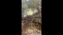 Decent crash straight into a tree trying to ride a dirt bike up a steep hill - hard enduro