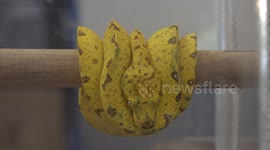 Snakes, spiders, lizards and other exotic pets displayed at shopping mall in Thailand
