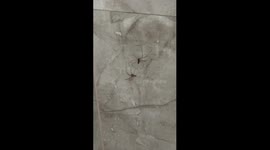 The Ultimate Arachnid Showdown