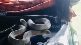 Deadly 12ft king cobra lunges at snake wrangler as he drags it out of car engine