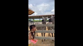 Girl, 5, laughs uncontrollably while feeding carrots to zebras