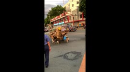 Helpful pet dogs pull cart overloaded with cardboard boxes