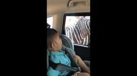 Toddler seeing zebra for the first time has hilariously cute frightened reaction