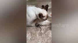 Mouse sucks milk from generous mother pet cat