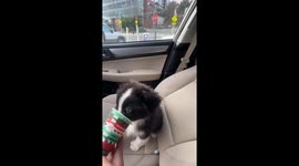Brodie the black bi Aussie shepherd's Starbucks puppaccino delight!