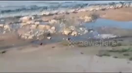 Quick-thinking boy leaps into sea to escape pack of pursuing stray dogs