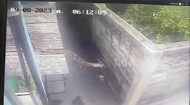 Chilling moment huge python stretches across school alleyway