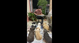 Eight pet French bulldogs transfixed by owner playing xylophone