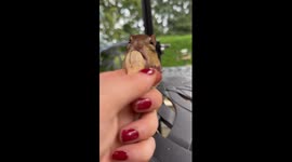 Feeding Peanuts to an Adorable Chipmunk Mom