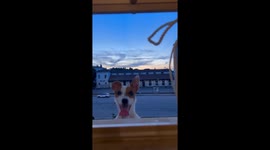 A Jumpy Jack Russel Terrier