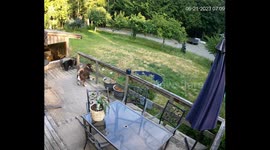 Dog Gets Stuck in Chair While Trying to Chase Coyote