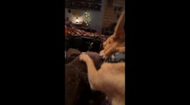 Tequila the Chihuahua Is Angry