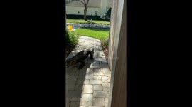 Gator Walks Up to Woman's Front Door