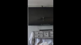 Raccoon Likes to Hide Behind Television