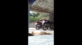 That's One Extremely Relaxed Puppy